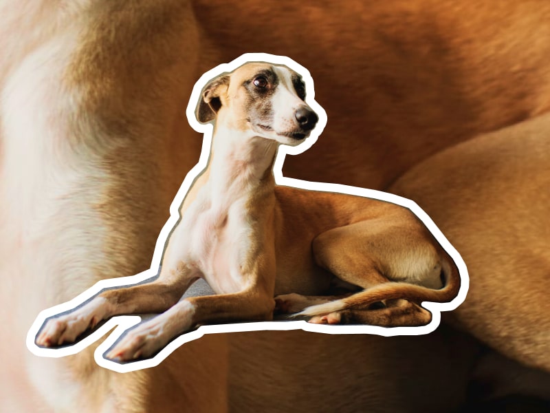 Do Greyhound Dogs Make Good Pets